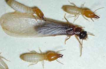 Asian termite alate